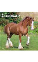 Clydesdales 2019 Square Wall Calendar
