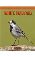 White Wagtail! An Educational Children's Book about White Wagtail with Fun Facts