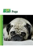 Pugs