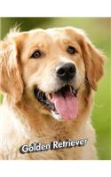 Golden Retriever: Blank Sheet Music 150 pages 8.5 x 11 in. 12 Staves Per Page Music Staff Composition Notation Songwriting Staff Manuscript