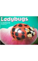 Ladybugs [Scholastic]