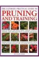Ultimate Practical Guide to Pruning and Training