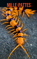 Mille-Pattes