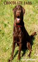 Chocolate Labs 2021 Wall Calendar
