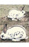 Rabbit and Cavy Culture