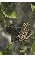 The Burmese Python Snake Journal: 150 page lined notebook/diary