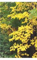 2020 Weekly Planner Fall Colors Leaves Turning 134 Pages: 2020 Planners Calendars Organizers Datebooks Appointment Books Agendas