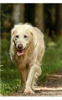 Golden Retriever Dog on a walk in the Woods Journal: Take Notes, Write Down Memories in this 150 Page Lined Journal