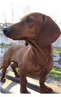 Dachshund Dog Lined Journal: Canine Gift Notebook for Dog Lovers