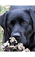 Black Labrador Puppy Notebook