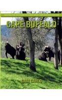 Cape Buffalo