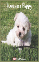 Havanese Puppy 2021 Wall Calendar