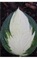 A Bright Green and White Hosta Leaf Foliage Journal: 150 Page Lined Notebook/Diary
