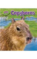 Capybaras