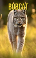 Bobcat
