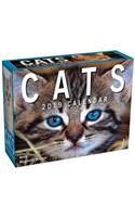 Cats 2019 Mini Day-To-Day Calendar