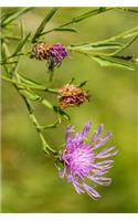 Knaphead Purple Centaurea Pseudophrygia Flowers Journal: Take Notes, Write Down Memories in this 150 Page Lined Journal
