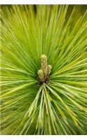Pine Needles Close Up Journal: Take Notes, Write Down Memories in this 150 Page Lined Journal