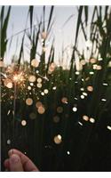 Dazzling Sparkler in a Corn Field: 150 page lined 6 x 9 notebook/diary/journal