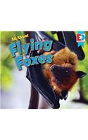 All about Flying Foxes