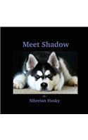 Meet Shadow the Siberian Husky