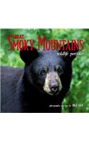 Great Smoky Mountains Wildlife Portfolio