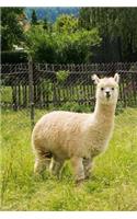 Alpaca Journal: Blank Notebook, Diary, 110 Pages, College Ruled, 6x9 Inches
