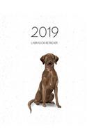 2019 Labrador Retriever