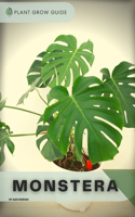 Monstera