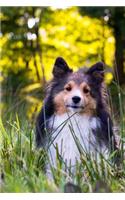 Darling Sheltie in the Grass Dog Journal: 150 Page Lined Notebook/Diary