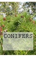 Conifers