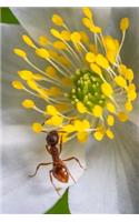 Insect Notebook