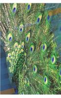 Peacock Beauty