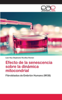 Efecto de la senescencia sobre la dinámica mitocondrial