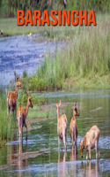 Barasingha