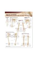 Lippincott Williams & Wilkins Atlas of Anatomy Skeletal System Chart: Upper and Lower Limbs