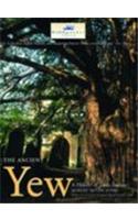 The Ancient Yew