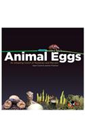 Animal Eggs