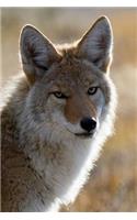 Handsome Coyote Portrait Journal