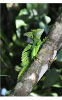 Basilisk Lizard on a Tree Journal