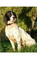 English Springer Spaniel