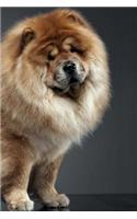 Chow Chow: Artified Pets Dog Journal/Notebook/Diary Wraparound Image Cover