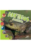 Los Anfibios