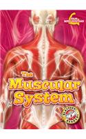 The Muscular System