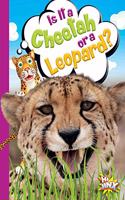 Is It a Cheetah or a Leopard?