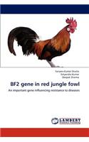 Bf2 Gene in Red Jungle Fowl