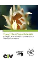 Eucalyptus Camaldulensis