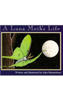 A Luna Moth's Life
