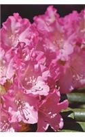 Washington State Flower - Coast Rhododendron Journal: 150 page lined notebook/diary