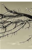 Birch Tree Notebook